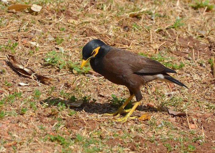 Srí Lanka 2017