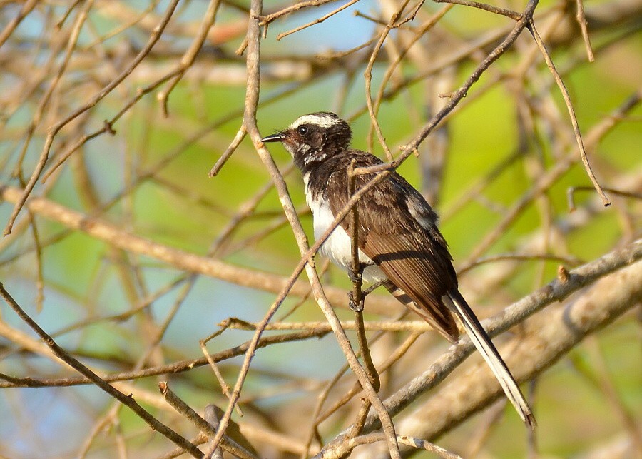Ptáci Srí Lanky 2017