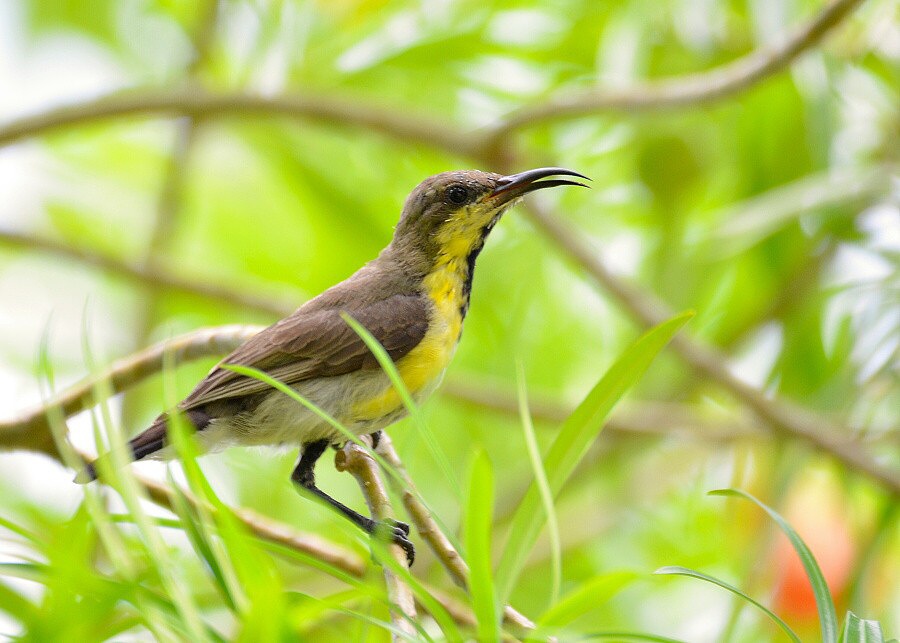 Ptáci Srí Lanky 2017